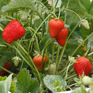 How to grow strawberry plants?