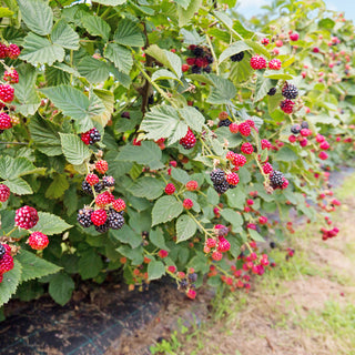 When to plant berry bushes?