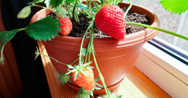 How to plant strawberries in a pot?