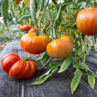 When to fertilize tomato plants?