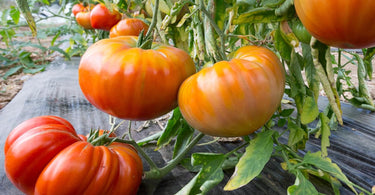 When to fertilize tomato plants?