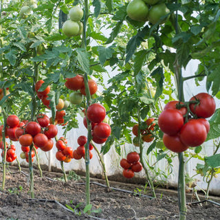 How often to fertilize tomato plants?