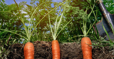 How long do carrots take to grow?