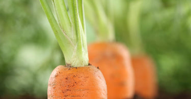 How to grow carrot plant?