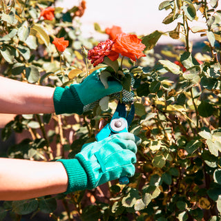 How to cut rose bushes?