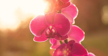 Do orchids need sun?