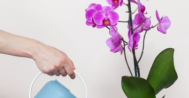 How often to water orchids?