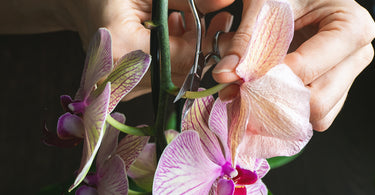 How to prune orchids?