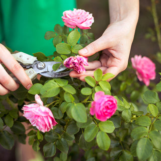 How to trim rose bushes?