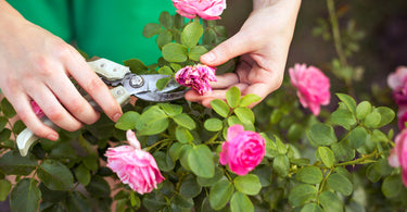 How to trim rose bushes?