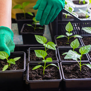 When should you fertilize pepper seedlings?