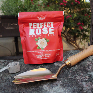 How to fertilize roses?