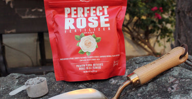 How to fertilize roses?