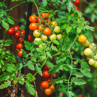 How often fertilize tomatoes?