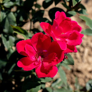 When to fertilize knockout roses?