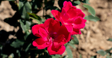 When to fertilize knockout roses?