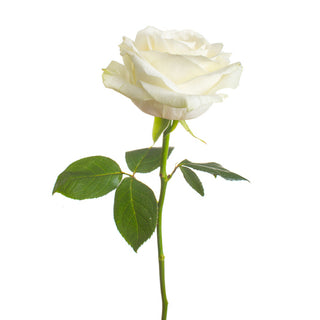 What do white roses represent?