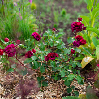 Can I use wood chips in my rose garden?